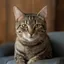 a photo of a cat