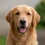 a photo of a dog