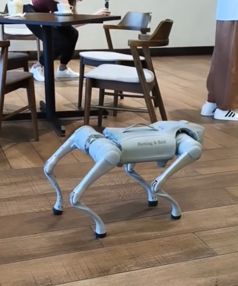 robo dog